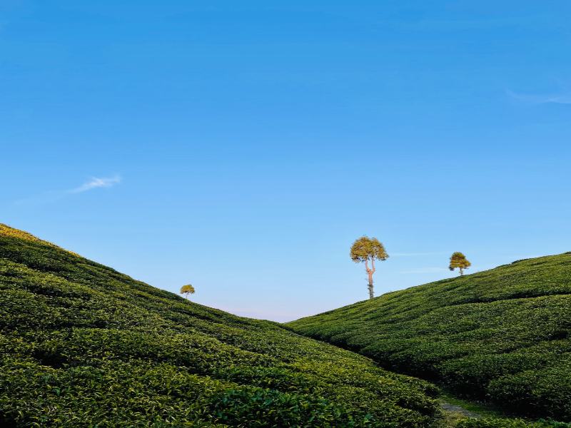 darjeeling tea plant tour